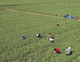 河北清河：“农事钟点工”田间忙农事