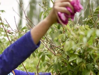 沙漠绿洲里的&ldquo;甜蜜&rdquo;味道