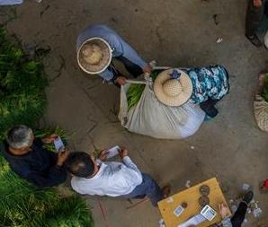 山东河南河北多县市蒜薹滞销 盲目扩种何时休？