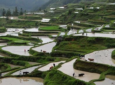 贵州黎平：牛耕节展现农耕文明