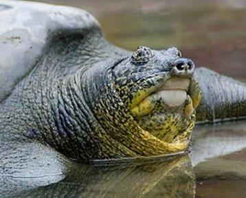 云南将斑鳖列为“极危”物种 全球仅剩4只