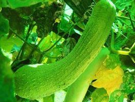 中医教你夏季巧用丝瓜 保湿败火