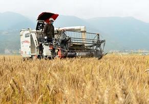 湖北保康小麦开镰收割