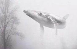 “蓝鲸”诱导自杀 “自杀游戏”能控制人的心理？