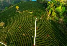 安康富硒茶产业敲定“双百”目标