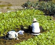 农村空心化务农老龄化谁来种地？ 要培育新型经营主体