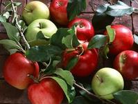 “世界苹果中心”落户西咸空港新城