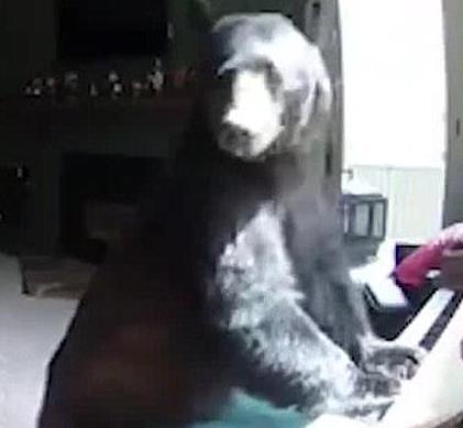 美国一只灰熊入室&ldquo;打劫&rdquo;不忘弹钢琴秀才艺