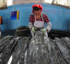 山东长岛海带加工忙