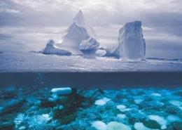 新研究称海平面上升可能导致海岸筑巢鸟类灭绝