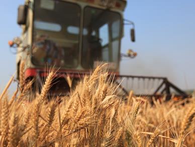 夏粮有望再获好收成