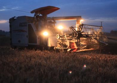 山东平邑：农民驾收割机夜收小麦