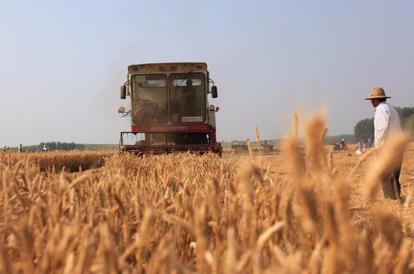 山东小麦收获进入尾声