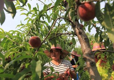 山东平邑：有机鲜桃引游客