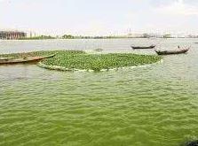 屡向蓝藻和水葫芦开战 中国湖泊“富贵病”渐愈