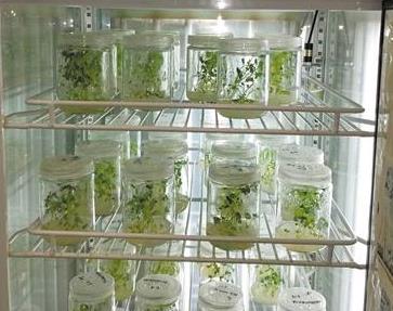 如何在月球上开出人类第一朵花