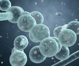 保持细胞饥饿竟能长寿