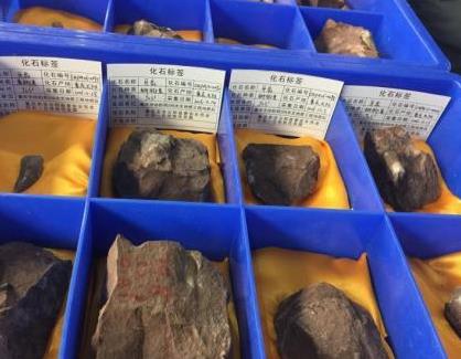 重庆发现世界级恐龙化石墙 “群龙”因何沉睡于此？