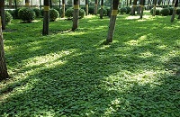 昌平阳坊:林下景观提升趟出新路子