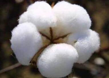 棉花冲高回落 黑色系普跌铁矿石跌3.35%