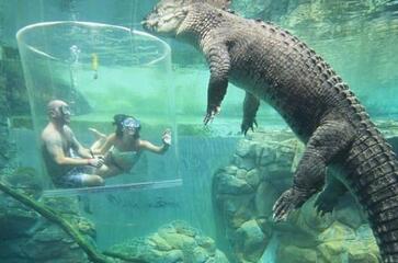 在这里你付874元 就可以成为鳄鱼的“食物”