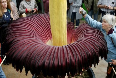 世界最臭花&ldquo;尸香魔芋&rdquo;开花引围观 高度达2米