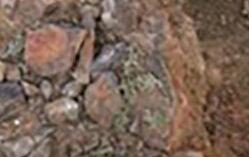 新疆出土3.7亿年前植物化石 揭远古树木秘密