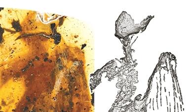 科学家发现最完整古鸟 因太薄被称煎饼鸟
