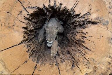 罕见！美猎犬卡橡树树干20年变&ldquo;木乃伊&rdquo;