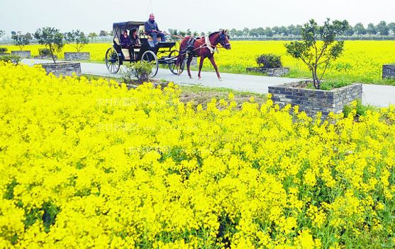 技术集成引领油菜产业&ldquo;一菜多用&rdquo;