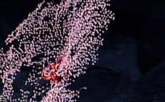 在太平洋探秘全球著名的&ldquo;富钴结壳区&rdquo;