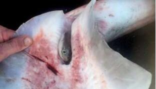 澳怀孕母鲨死亡 渔民紧急剖腹产手术救出98只幼崽