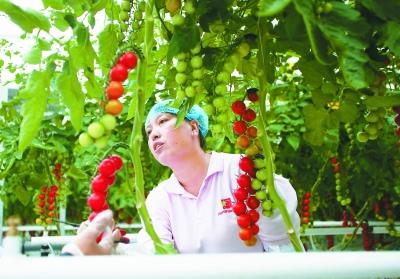 北京密云：农业花园&ldquo;变土为金&rdquo; 农民每天&ldquo;阅读作物&rdquo;