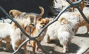 多地频现流浪犬伤人事件 怎样管好流浪犬？