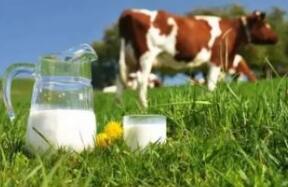 乳业受美墨贸易争端影响 加州奶农&ldquo;亏血本&rdquo;