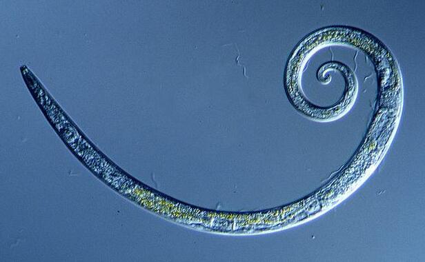 &ldquo;长眠&rdquo;42000年前后被叫醒：冻土层中微型蠕虫复活