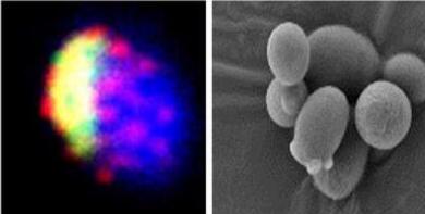 我国成功创建世界首例人工单染色体真核细胞