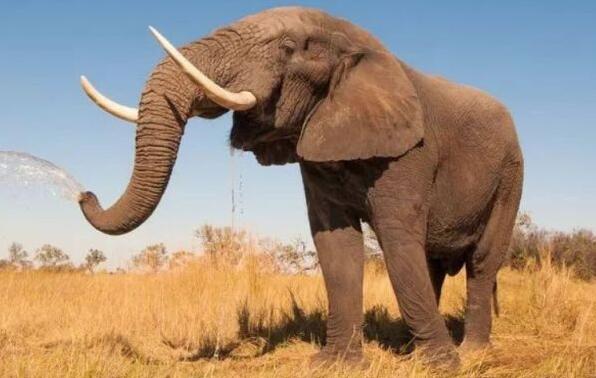 大象为何不易患癌？“僵尸基因”或是关键原因