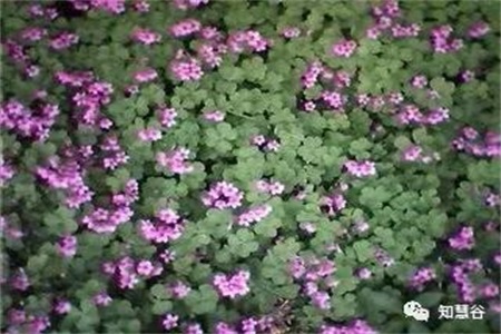 苔花亦是花 幽谷尽自开