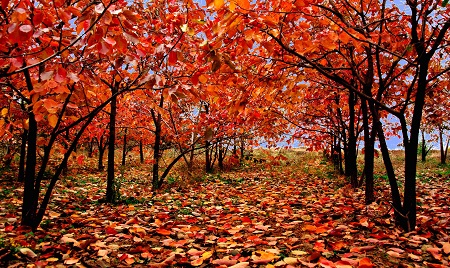 26日“出伏”：多食清心食物防“秋燥”，多吃碱性食物驱“秋乏”