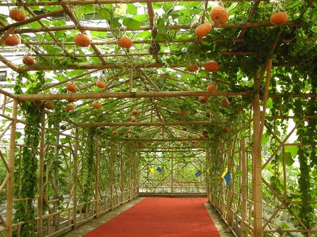 寿光受灾菜价现短期冲击 对8月份CPI影响有限