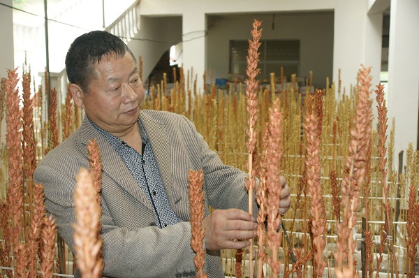 当代神农——张先忠