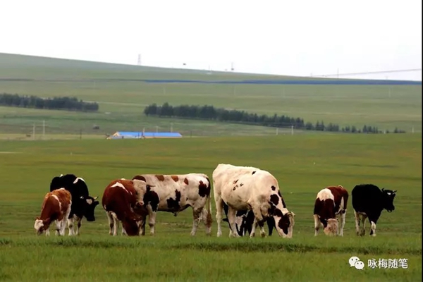 逐梦草原 鹰击长空——走进“全国企业文化建设最佳实践企业”伊敏煤电