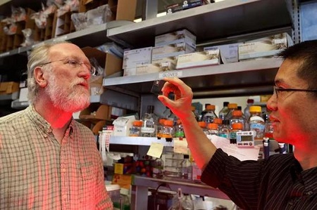 细胞内“永不消失”死亡波:证实以每分30微米速度自杀