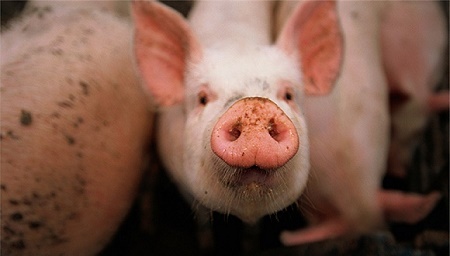 非洲猪瘟疫情总体可控农业农村部强调对人没危害