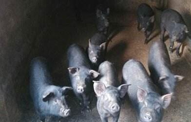 全国6省份确诊9起非洲猪瘟疫情9月已经确诊4起