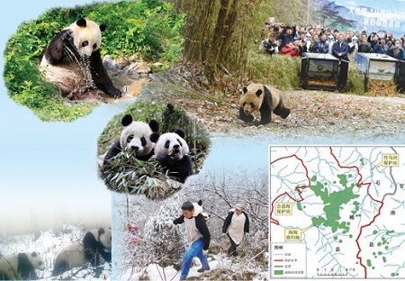 人民日报整版刊文聚焦:增加的国宝熊猫往何处去?