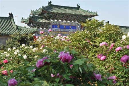 山东高密柏城镇聚焦乡村振兴   激发现代农业新活力