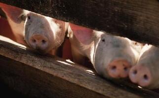 农业农村部:非洲猪瘟不太可能出现变异传染人情况