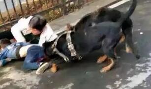 宠物犬伤人事件频发生 不文明养犬现象何时终结？